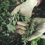 conseils jardinage