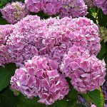 hortensia