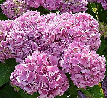 hortensia