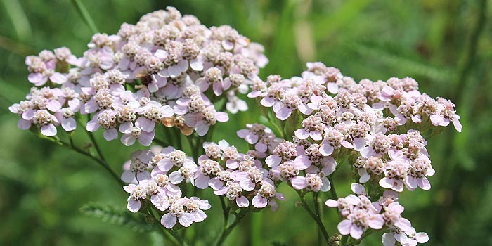 Achillée : plante vivace