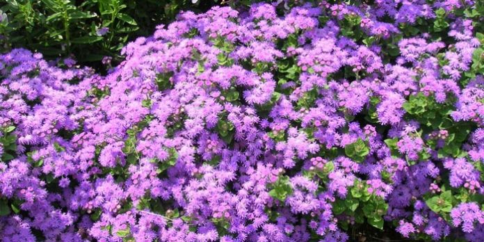 Ageratum : plante annuelle Ageratum : plante annuelle