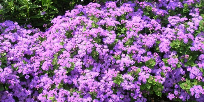 Ageratum : plante annuelle