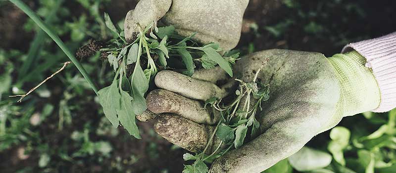 jardinage avec des gants