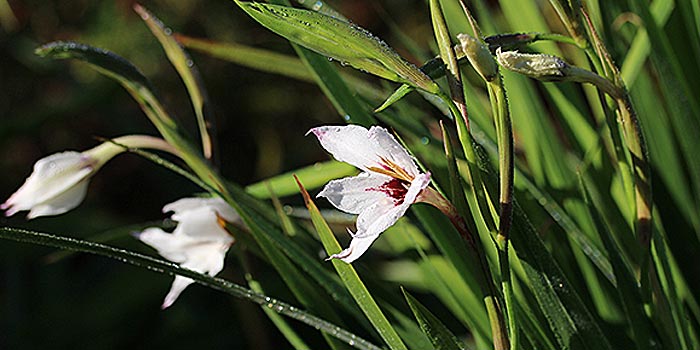 Acidanthera : plante à bulbe