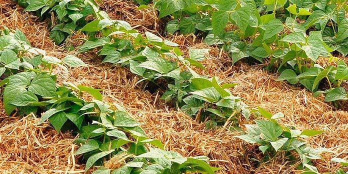 Protection des cultures : Paillage naturel Protection des cultures : Paillage naturel