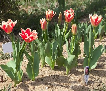 Tulipe Greigii