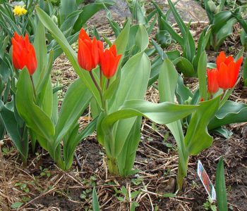 Tulipe Praestans