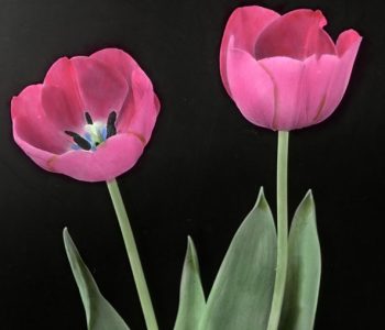Tulipe Darwin