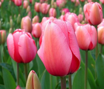Tulipe simple hative
