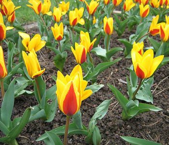 Tulipe Kaufmanniana