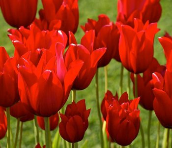 Tulipe Triomphe