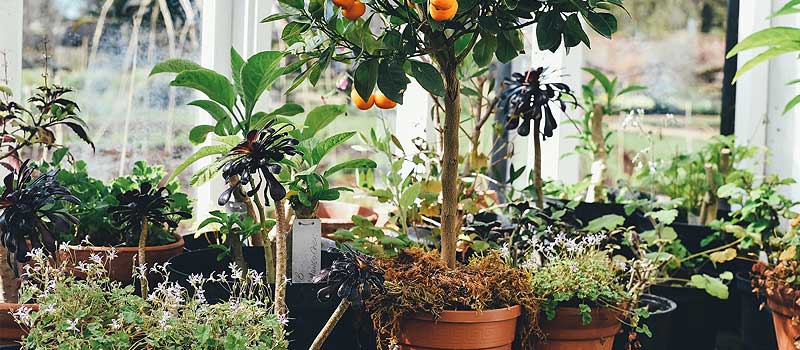 Culture de plantes d'interieur