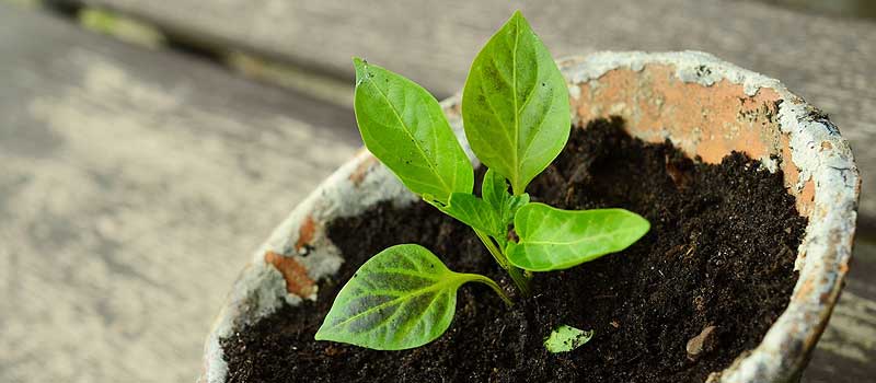 bouture d'une plante d'intérieur