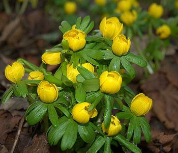 Eranthis hyémalis, ses fleurs évoquent le bouton d'or