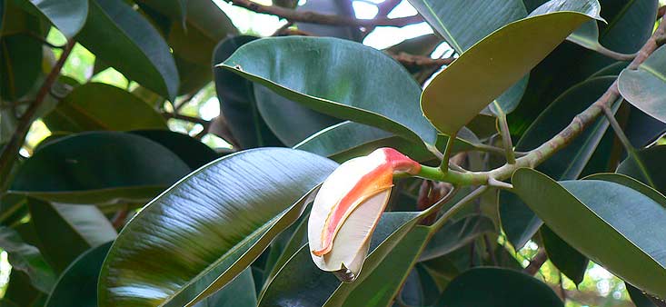 Ficus : Elastica Decora