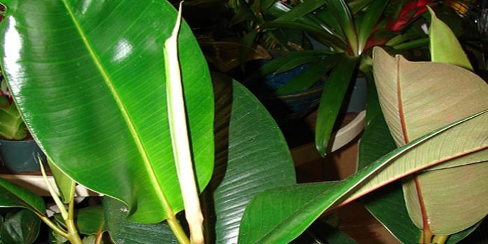 Ficus Elastica Dora Ficus Elastica Dora
