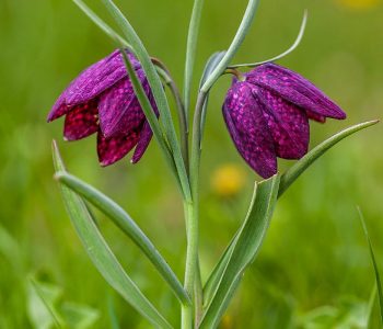 Fritillaria Meleagris, pour les amateurs de fleurs insolites