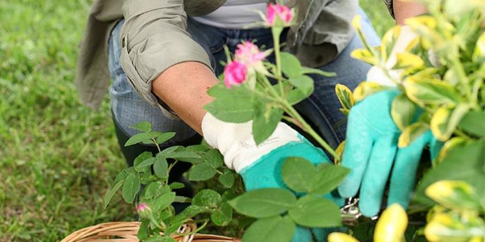 Guide bouturage Guide bouturage
