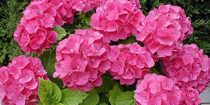 Hortensia Hortensia