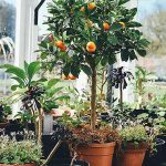 plante d'interieur