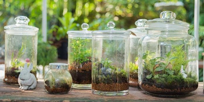 Jardin en bouteille ou en bonbonne Jardin en bouteille ou en bonbonne