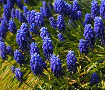 Muscari comosum, miniature de jacinthe indigo
