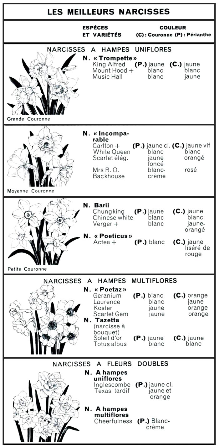 Tableau des meilleurs Narcisses