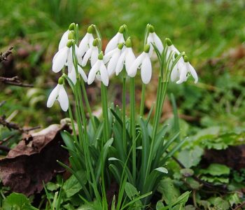 Perce-neige : Galanthus Nivalis, la première à fleurir