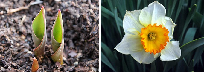 Bulbe qui sort de terre et Narcisse fleurie