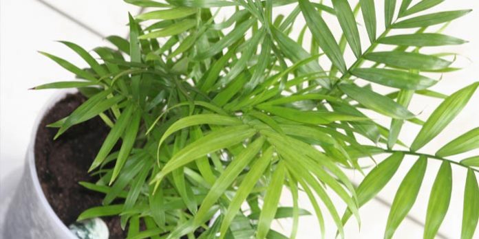 Les plantes d'intérieur Les plantes d'intérieur