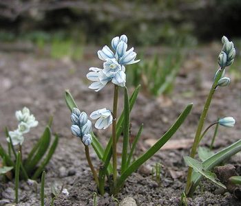 Puschkinia Libanotica, fleurette douée du bleu