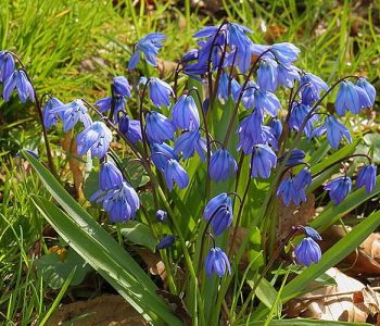 Scilla Sibirica, cousine de la jacinthe des bois