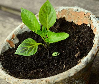 Terreau et compost pour plante d'intérieur