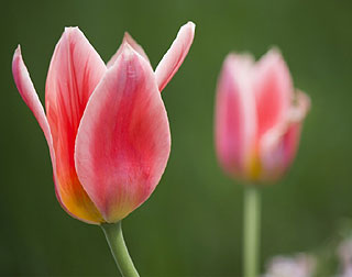 Tulipes