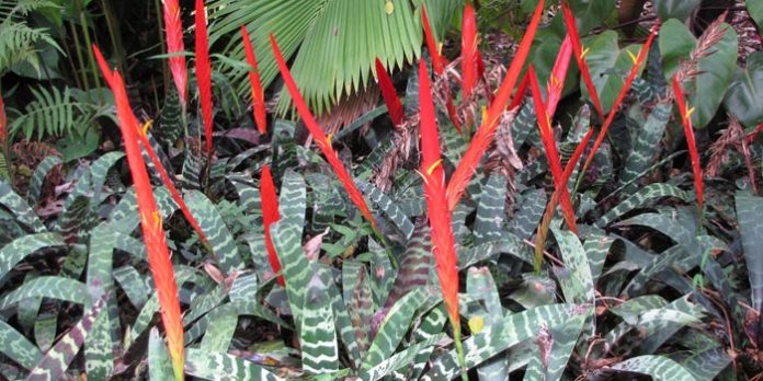 Vriesia Splendens Vriesia Splendens