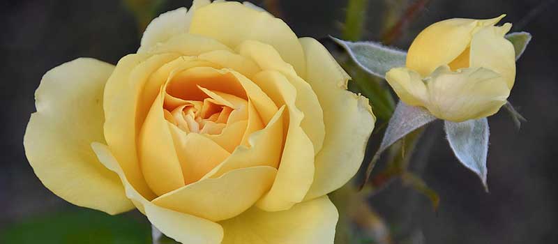 rose jaune