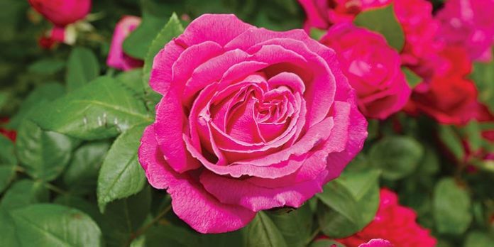 Tout savoir sur les rosiers Tout savoir sur les rosiers