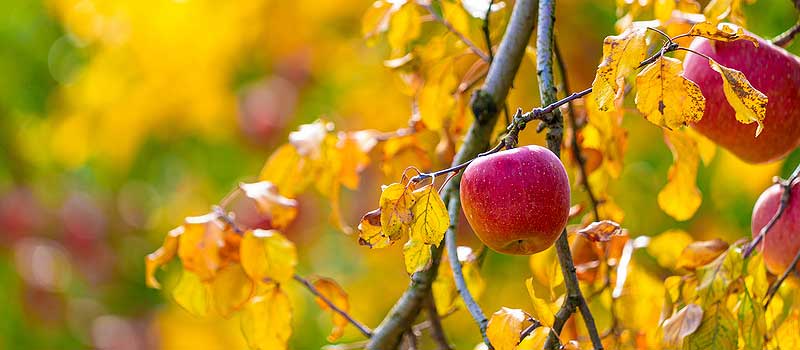 Arbre fruitier en automne