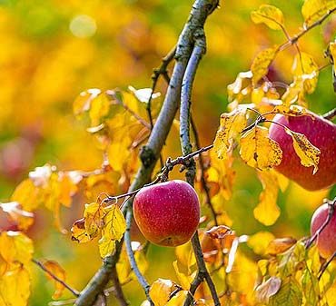 Arbre fruitier en automne