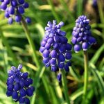 Plante bulbeuse