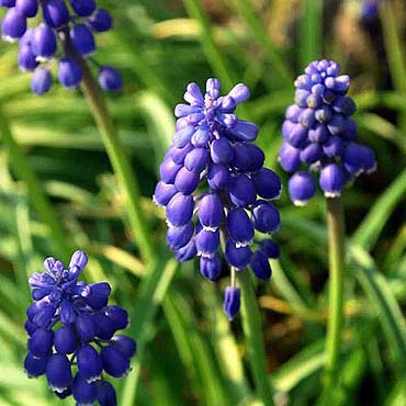 Plante bulbeuse