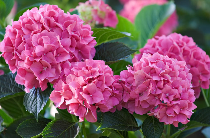 Les hortensias