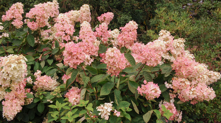 Hydrangea Paniculata