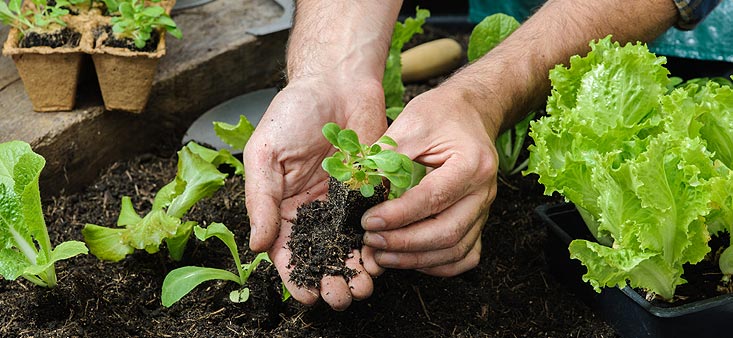 plantation sous serre