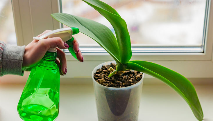 Pulvérisateur à gâchette pour plantes