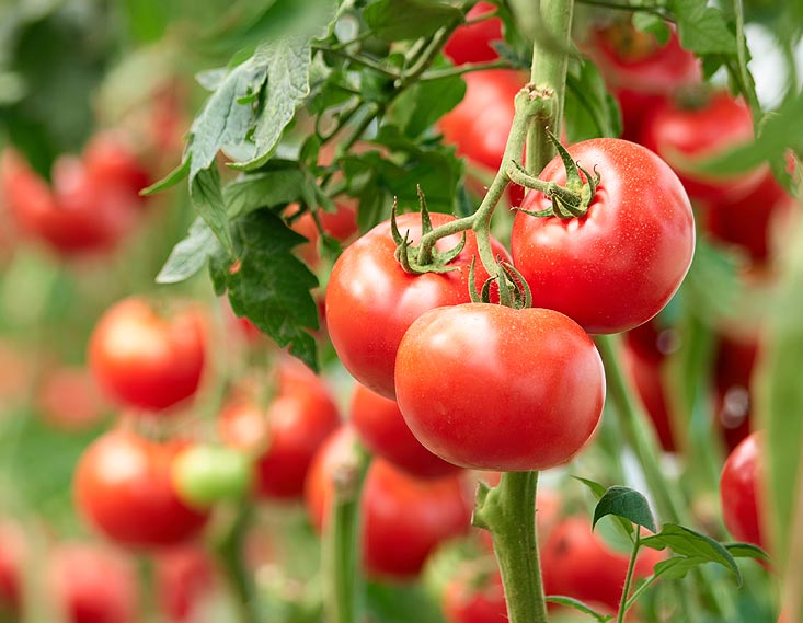 tomates sous serre
