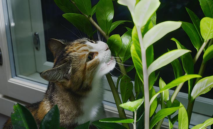 éloigner les chats