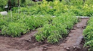 Au potager et au verger