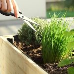 potager d’intérieur