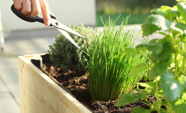 avoir un potager d’intérieur